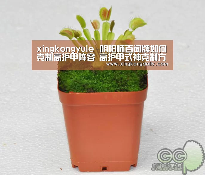 xingkongyule-阴阳师百闻牌如何克制高护甲阵容 高护甲式神克制方法(图2)